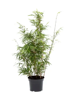 Bambus 'Rufa/Simba' 23 cm potte