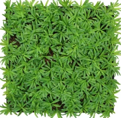 Jangal Modular Wall plantepanel 52 x 52 cm - Podocarpus Tea Tree